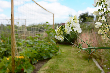 分配花园中的白色永恒豌豆花