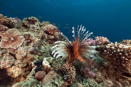 红海中的蓑鱼和热带珊瑚礁。