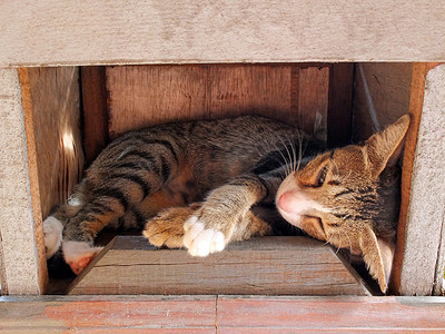 睡在木箱里的猫