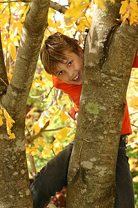 爬树的男孩