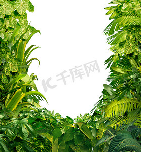 热带植物空白框