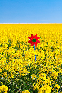 c语言片头摄影照片_风车在一片黄色的油菜花田里，映衬着蓝天