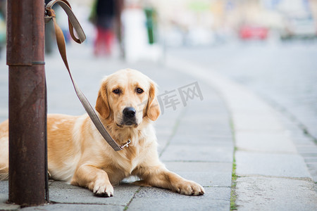 可爱的狗在城市街道上耐心地等待他的主人