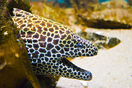 美丽危险的饥饿梭鱼-环礁上的海鳗