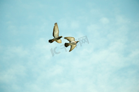 飞翔的鸽摄影照片_双鸽在空中飞翔