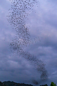 在傍晚的背景下，一群蝙蝠正飞来飞去寻找暮色天空的食物。