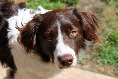 英俊的肝脏和白色牧羊犬 cross springer spaniel 宠物狗