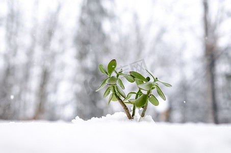 生长在雪外面的新的绿色植物