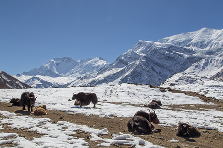 尼泊尔安纳布尔纳峰赛道上的雪景和牦牛