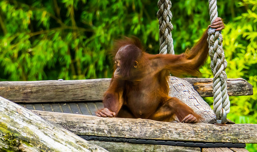 婆罗洲摄影照片_婆罗洲猩猩婴儿、热带灵长类动物、婆罗洲极度濒危动物的特写