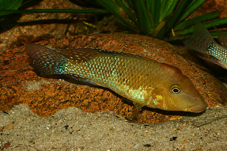 红发慈鲷 (Geophagus steindachneri)