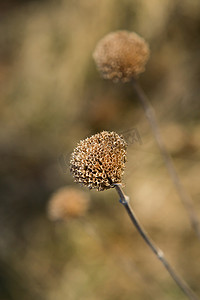 野生佛手柑 (Monarda fistulosa)