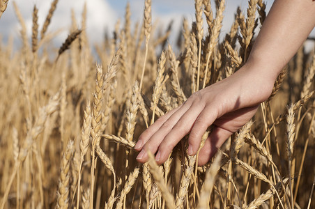 农业女孩摄影照片_女人的手抚摸着小麦的茎