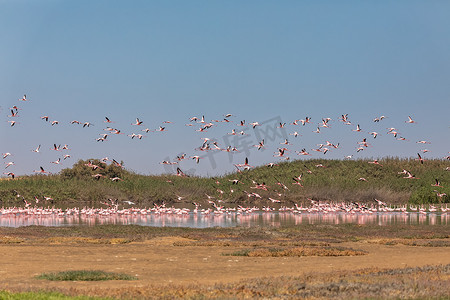 纳米比亚沃尔维斯湾的玫瑰色火烈鸟栖息地