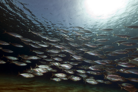 红海中的条纹鲭鱼 (rastrelliger kanagurta)。
