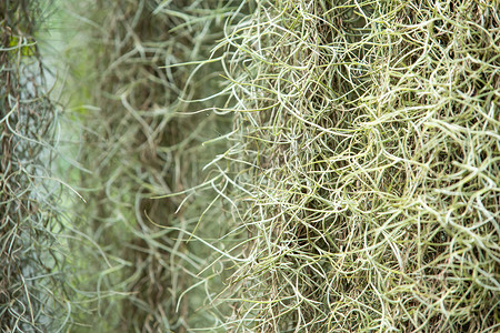 花园里的西班牙苔藓，有选择的焦点，特写镜头，Abst