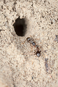 在一个洞附近的两只工作蚂蚁