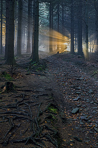 森林光芒摄影照片_有太阳光芒的云杉的森林
