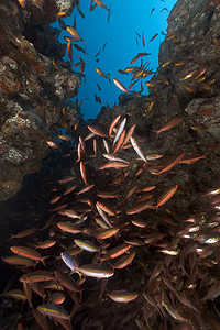 红海中的玻璃鱼和燧发鱼。