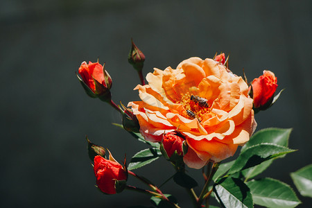 送玫瑰摄影照片_花卉背景中绽放美丽多彩的玫瑰