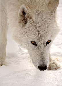 冬天的北极狼