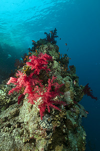 海底植物植物摄影照片_在红海的热带珊瑚礁。
