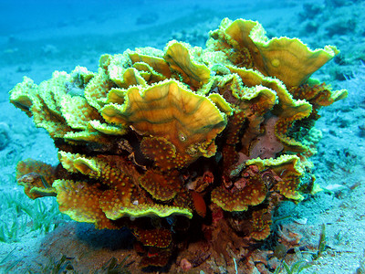 珊瑚礁与大黄珊瑚 Turbinaria reniformisat 热带海底