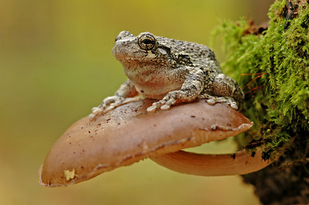 灰树蛙（Hyla versicolor）