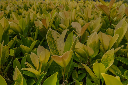 美丽的黄绿色园林植物，可用于建造树篱。