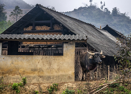 越南 Ban Pho - 2012 年 3 月：谷仓边的水牛