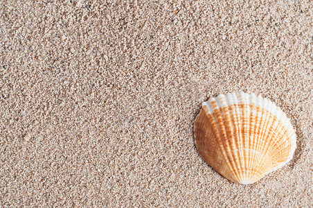 沙滩上摄影照片_沙滩上的贝壳