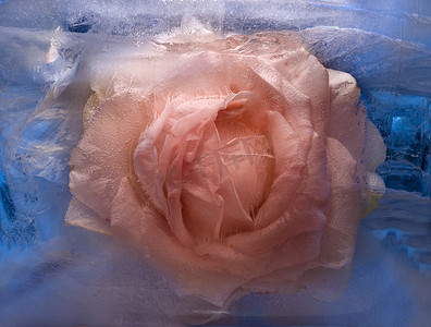 冰冻的粉色玫瑰花