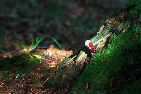 森林灵芝摄影照片_灵芝蘑菇或灵芝蘑菇-灵芝