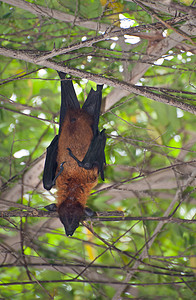 树上的蝙蝠