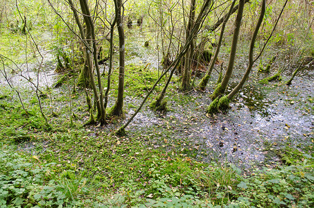 森林沼泽长满苔藓的树水涂装粘稠黏糊糊的