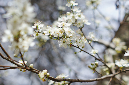 春天：盛开的樱花树