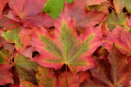 在秋叶背景的​​红色和绿色枫叶