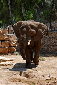 和世界一起说爱你摄影照片_世界上最大的大象生活在动物园