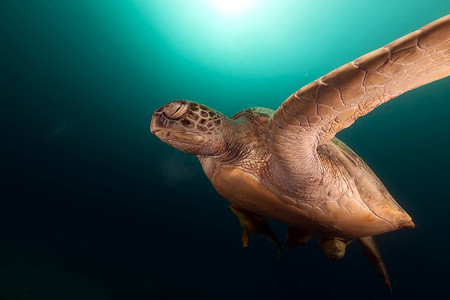 红海中的绿海龟 (chelonia midas)。