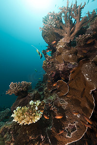 红海的热带鱼和珊瑚。