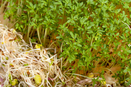 金花菜水芹百合摄影照片_白色背景中的新鲜紫花苜蓿芽和水芹