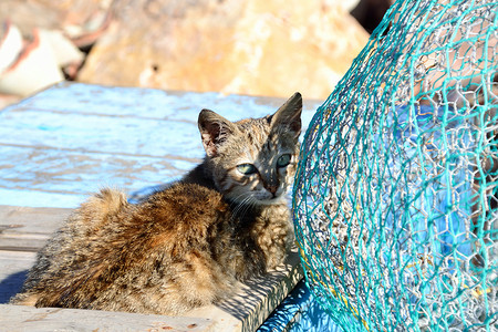 猫和渔网