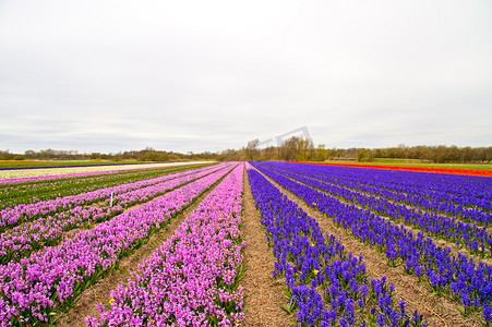 春天在荷兰的郁金香田