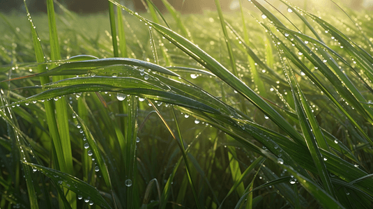 草地雨水摄影照片_雨后草地雨水