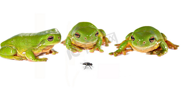 绿色树蛙摄影照片_绿色树蛙和一只苍蝇