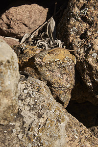 小蜥蜴摄影照片_石头上的小蜥蜴