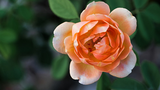 黄昏时分，在得克萨斯州的一个花园里，有选择地聚焦柔软、精致的桃花