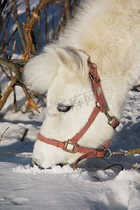 一匹白色小马在冬天的肖像