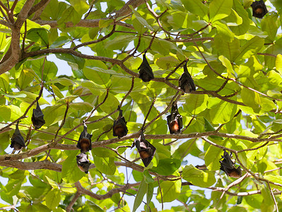 蝙蝠翅膀摄影照片_“许多飞狐挂在树上，泰国”