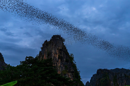 在泰国 Noen Maprang Phitsaunlok 的夜景中，一群蝙蝠正在飞翔，在暮色的天空中觅食